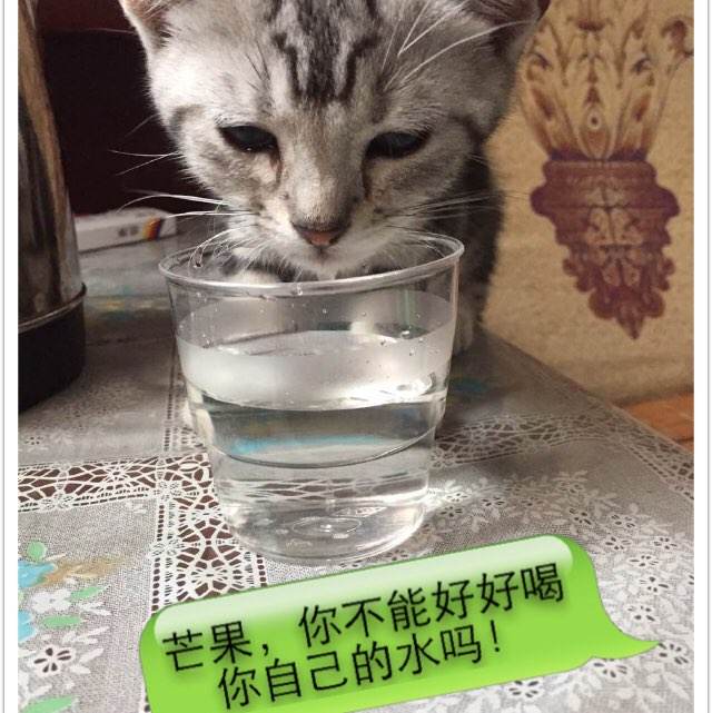 英语四级证书证